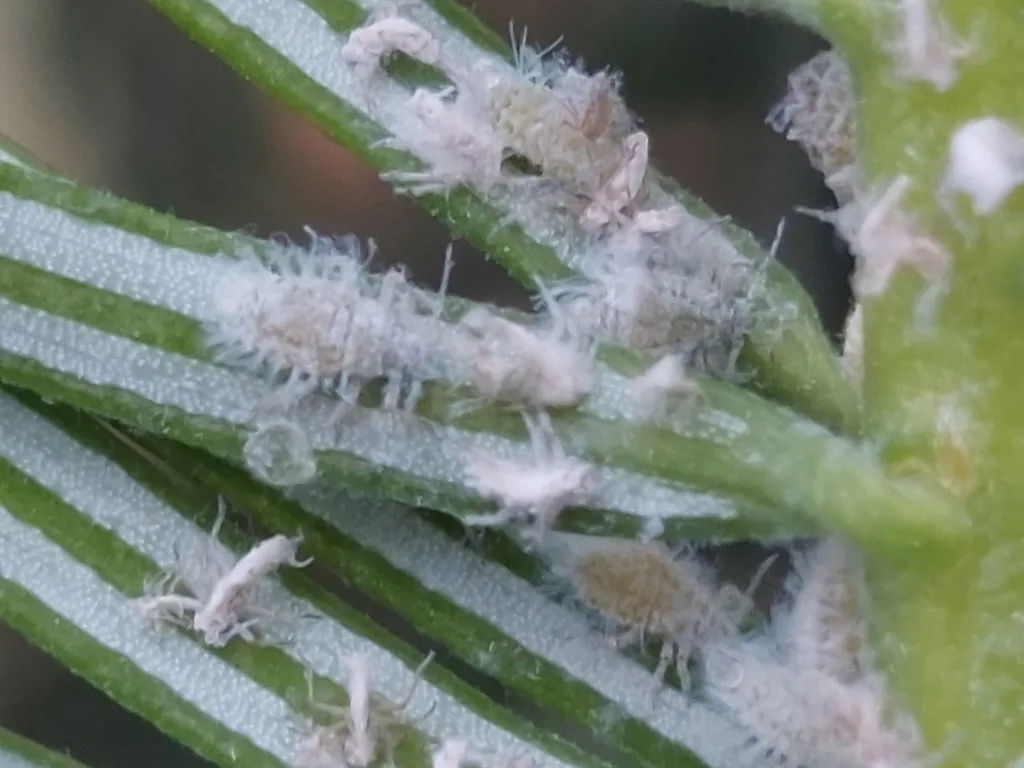 Balsam twig aphids covered in white waxy filaments among fir needles