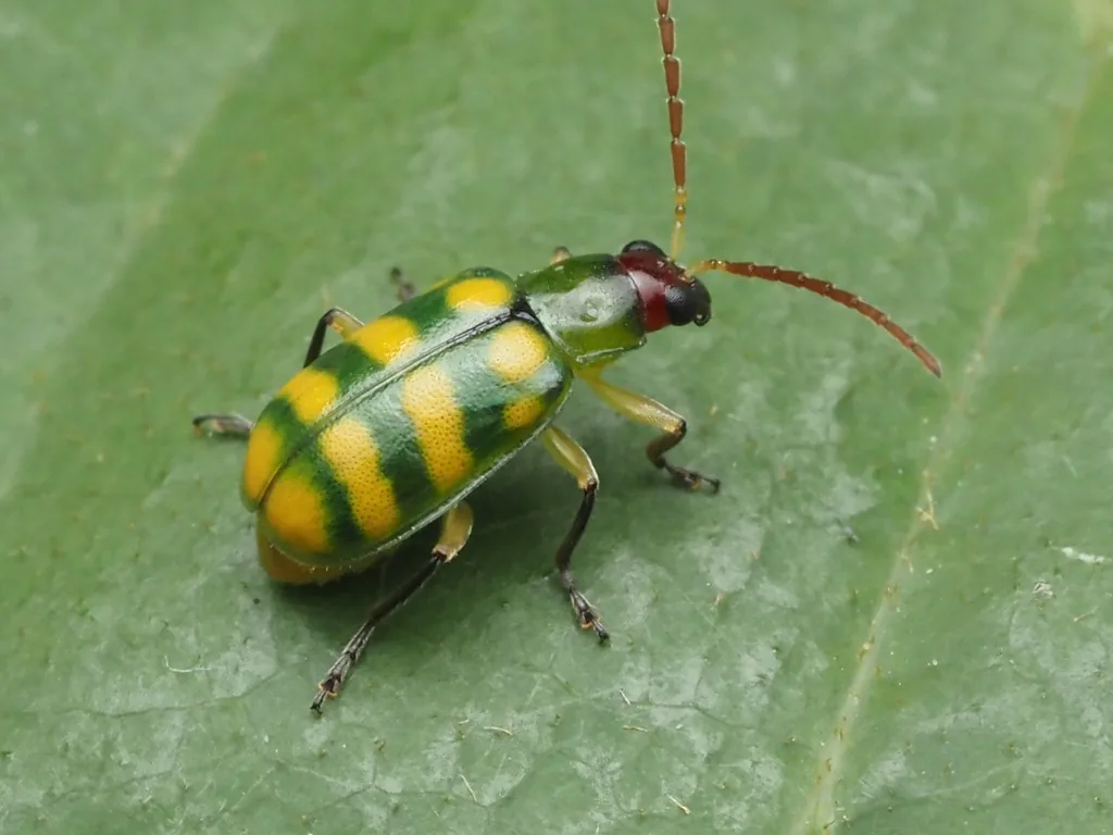 Banded cucumber beetle, greenish-yellow with green bands and a red head, on a leaf