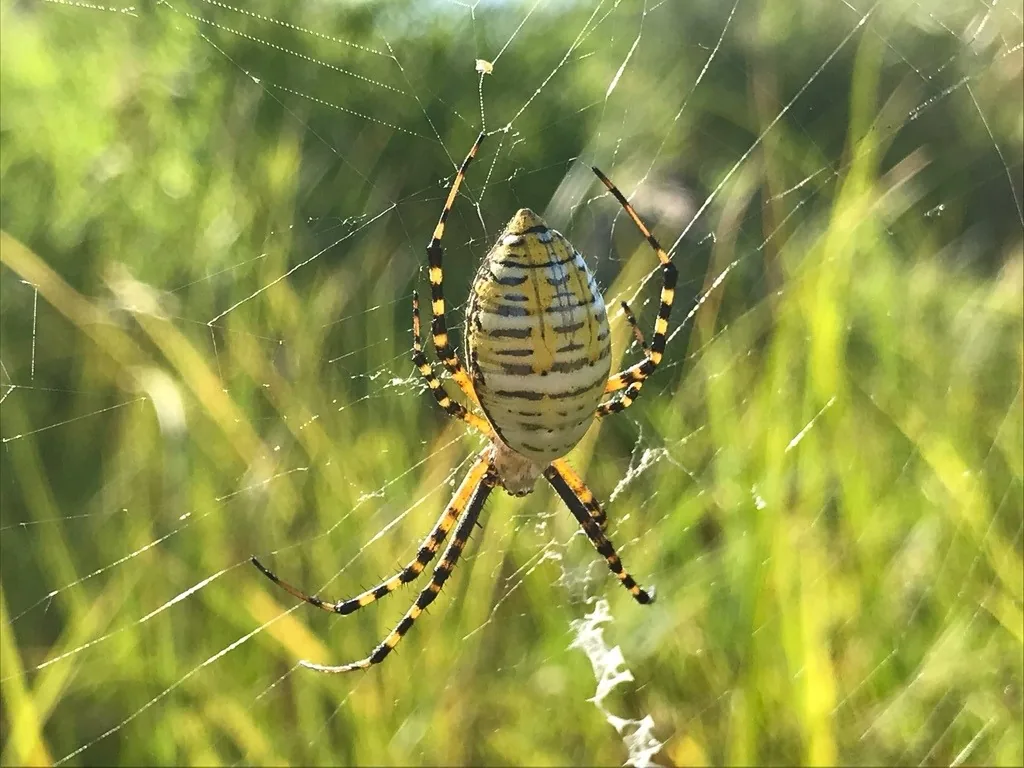 Banded garden spider female hanging in her web, her abdomen striped yellow, silver and black