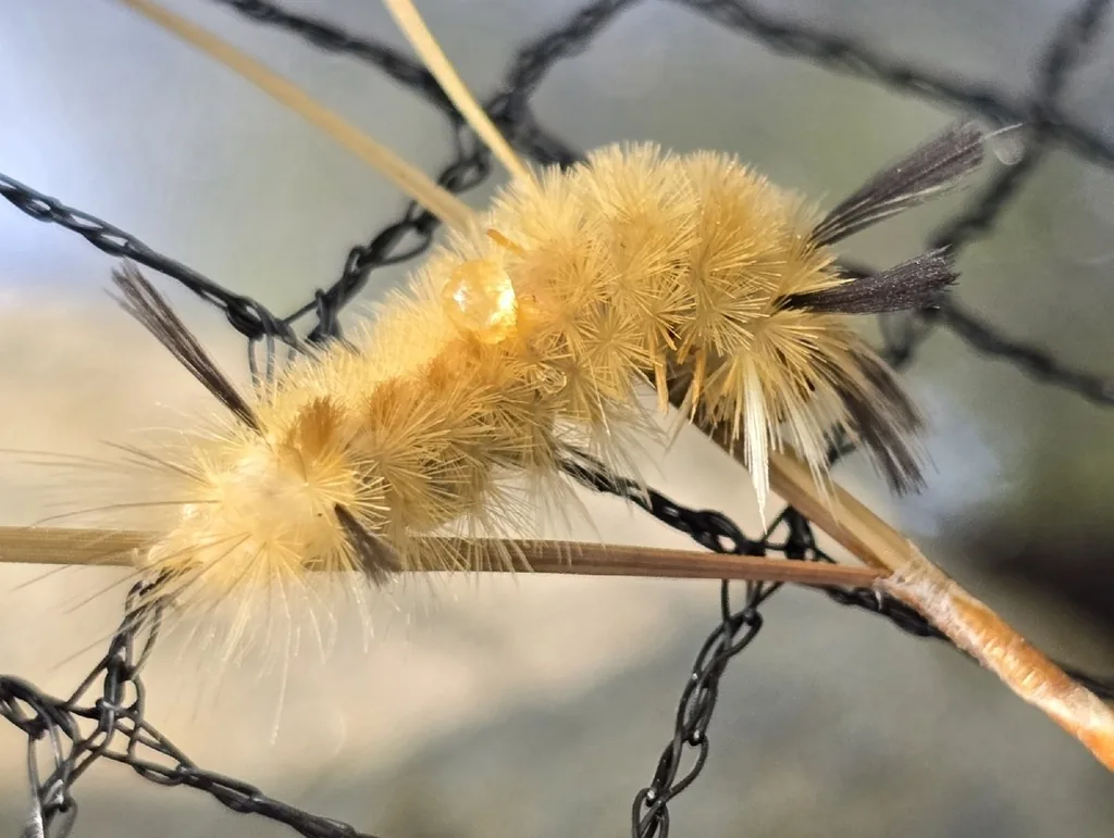 Tan banded tussock moth caterpillar with long black and white hair pencils