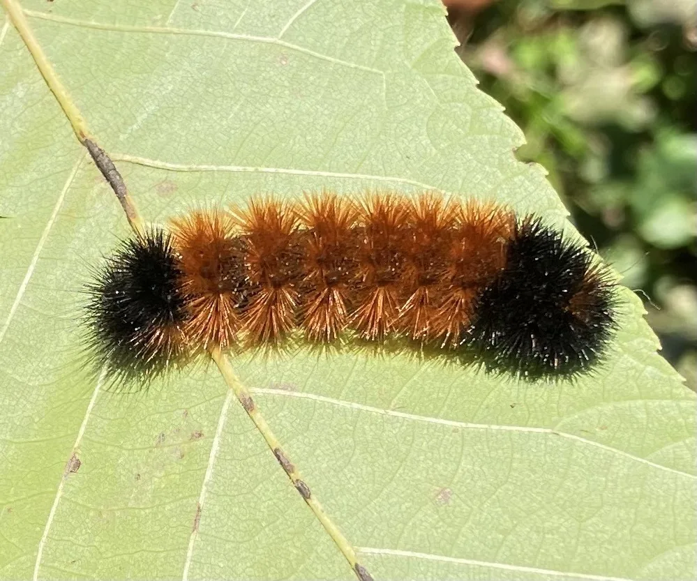 Banded woolly bear caterpillar, fuzzy with black ends and a rusty middle band, on a leaf