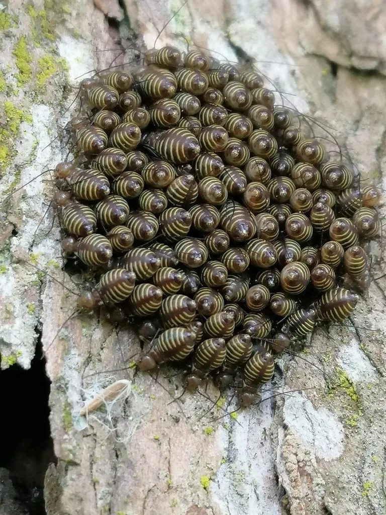 Herd of tree cattle barklice nymphs clustered on tree bark