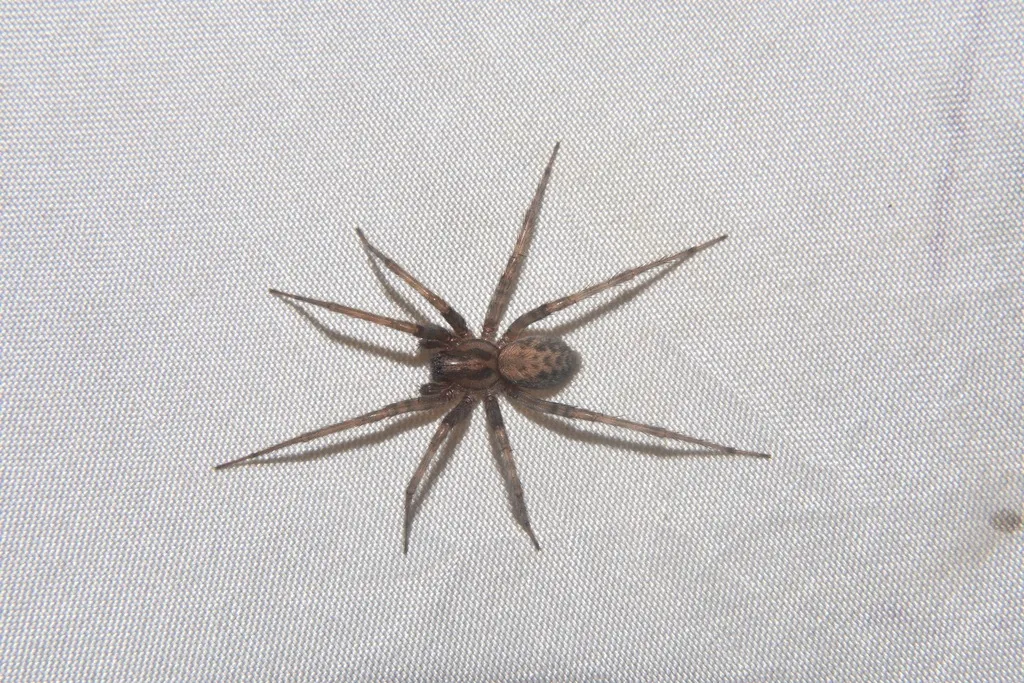 Barn funnel weaver, a brownish spider with banded legs and a mottled abdomen, on a pale surface
