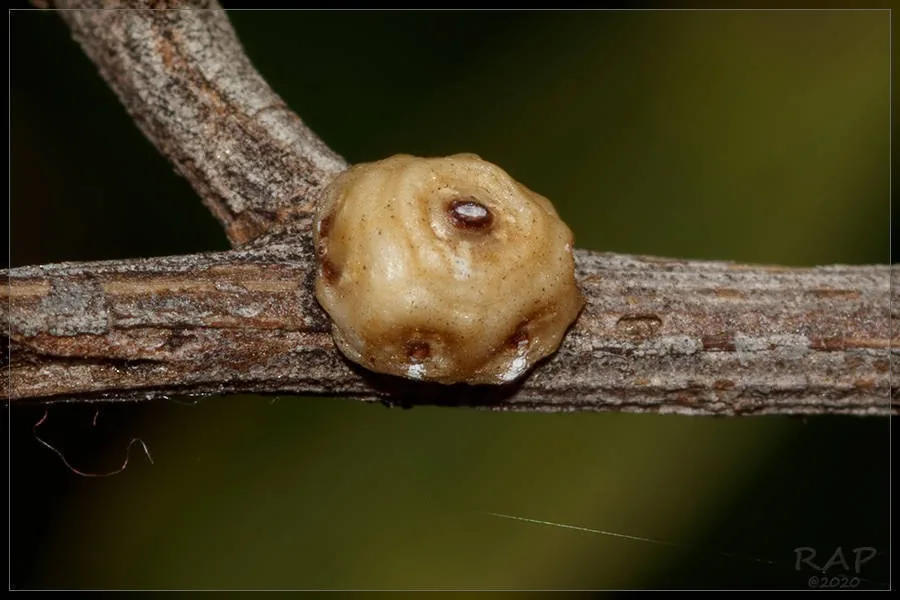 Barnacle scale on a twig, a rounded, pearly-gray wax-covered scale with plates outlined by shallow grooves