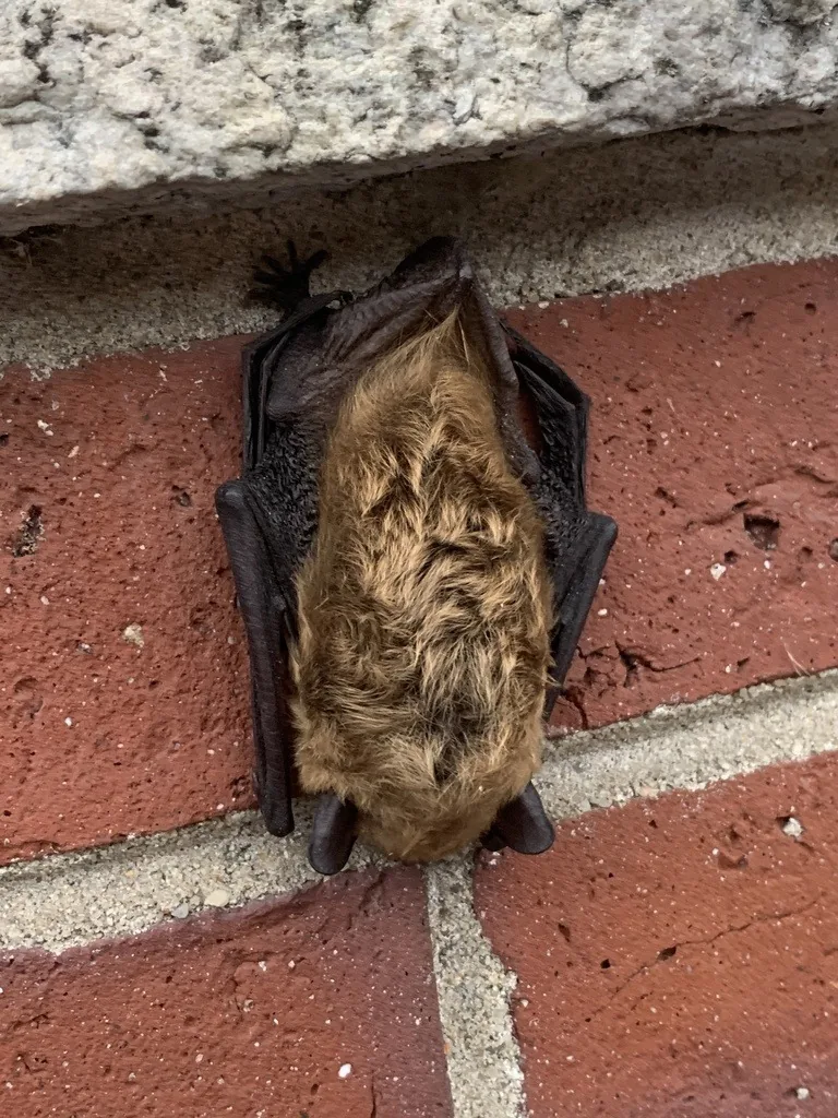 Big brown bat with glossy brown fur and black wing membranes folded, clinging to a red brick wall