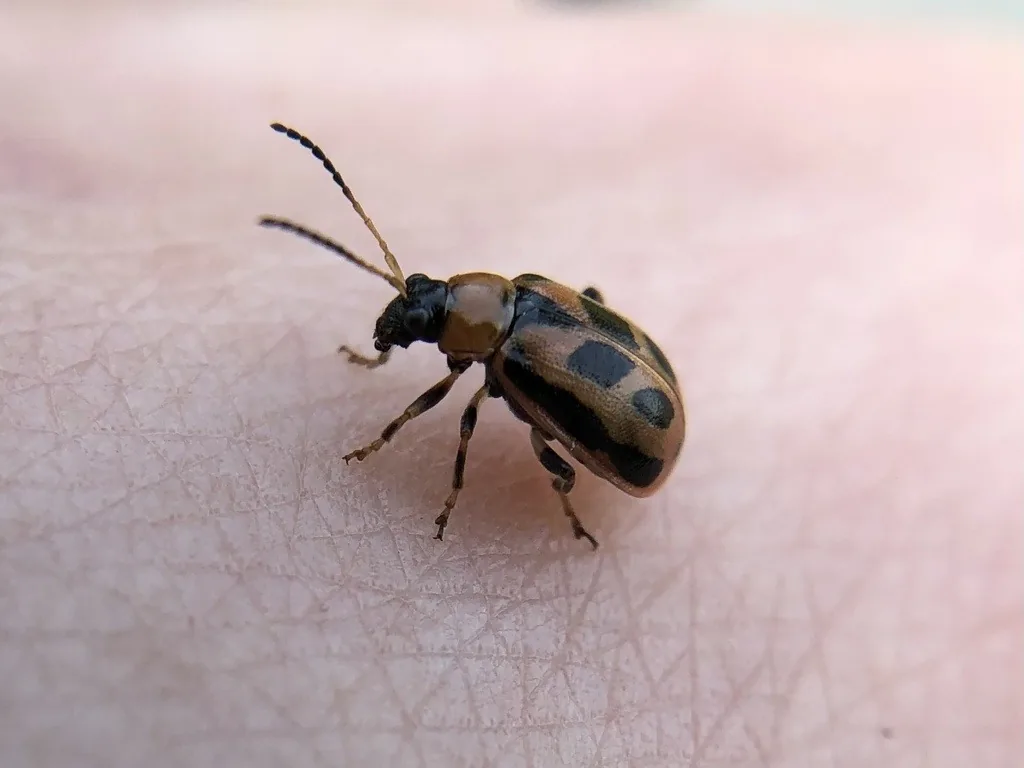 Bean leaf beetle, a small tan beetle with black spots and edges, on a person's hand