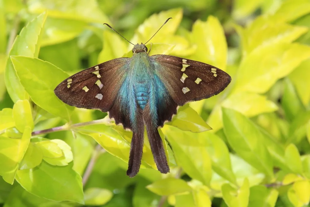 Bean leafroller adult (longtail skipper), a brown butterfly with white spots, long hind-wing tails and a blue-green iridescent body