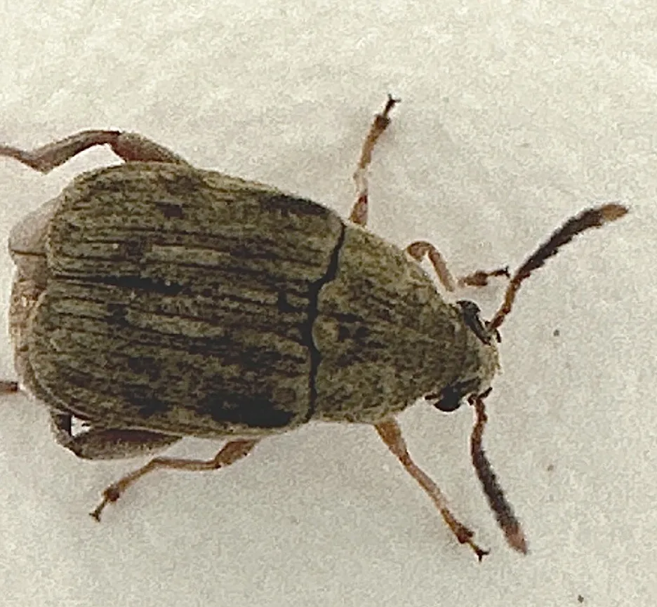 Adult bean weevil, a small olive-brown beetle mottled with darker and lighter bands and reddish legs and antennae, on a white surface