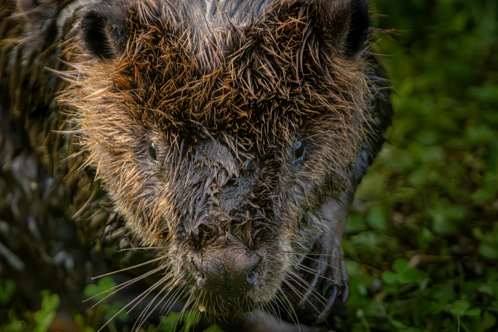 Close-up of an American beaver's face, showing wet brown fur, small dark eyes and whiskers