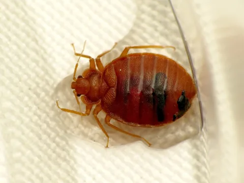 Adult bed bug after a blood meal, seen from above