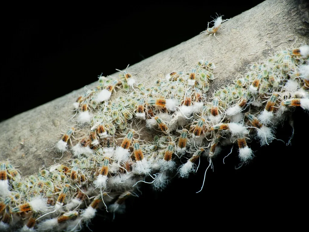 Colony of beech blight aphids along a beech branch, covered in white waxy tufts