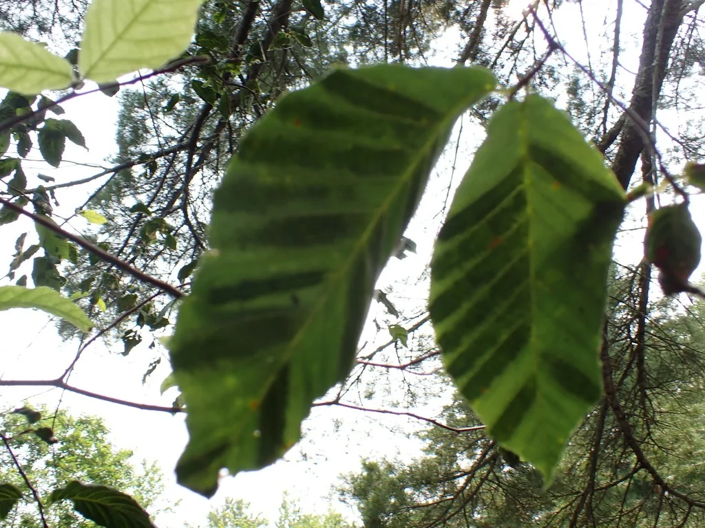 Beech leaves with dark green bands between the veins, the hallmark of beech leaf disease, seen against the sky