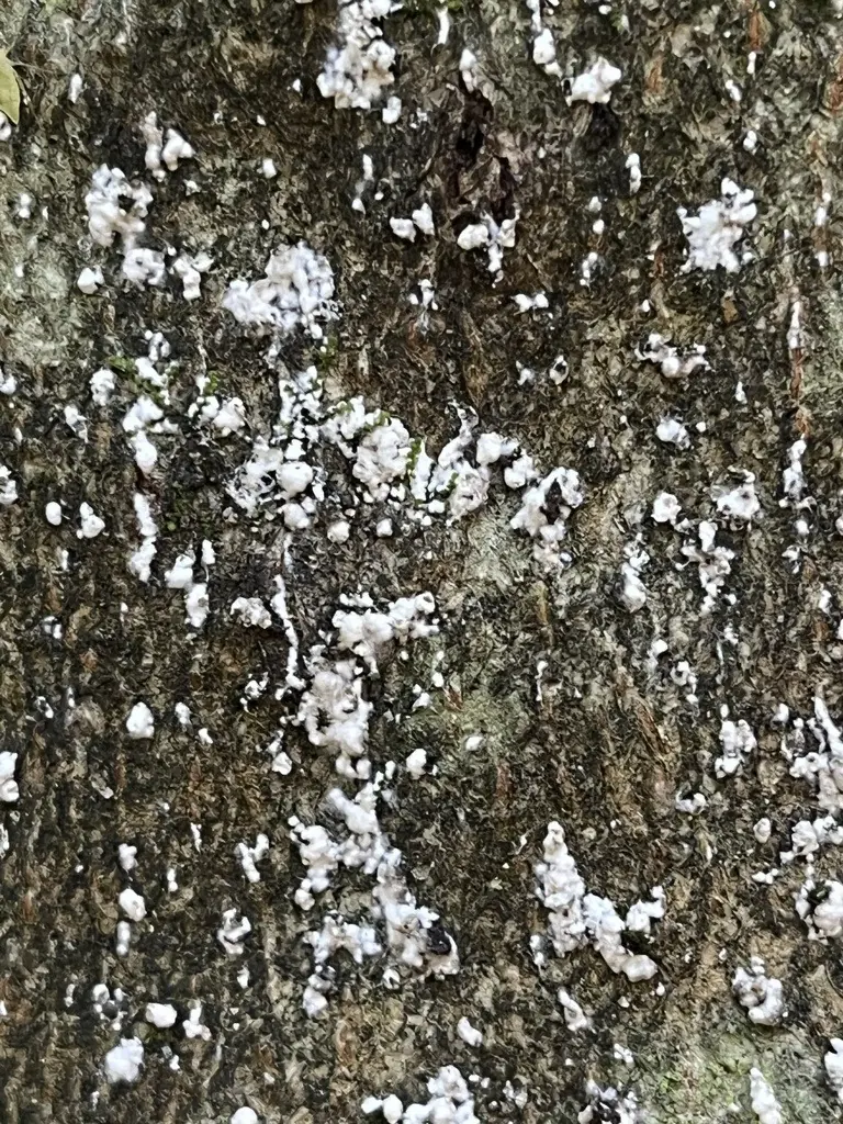 White woolly beech scale colonies on gray beech bark