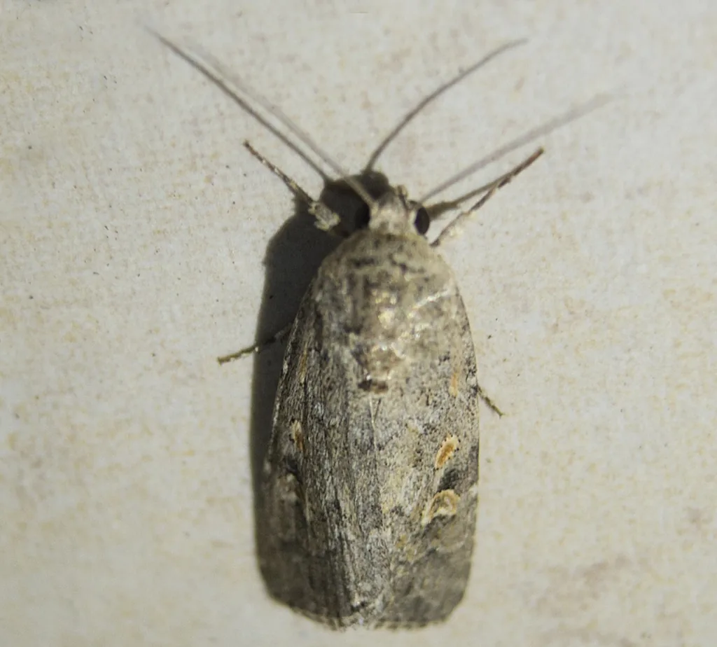 Beet armyworm moth with mottled gray and brown forewings, resting on a surface