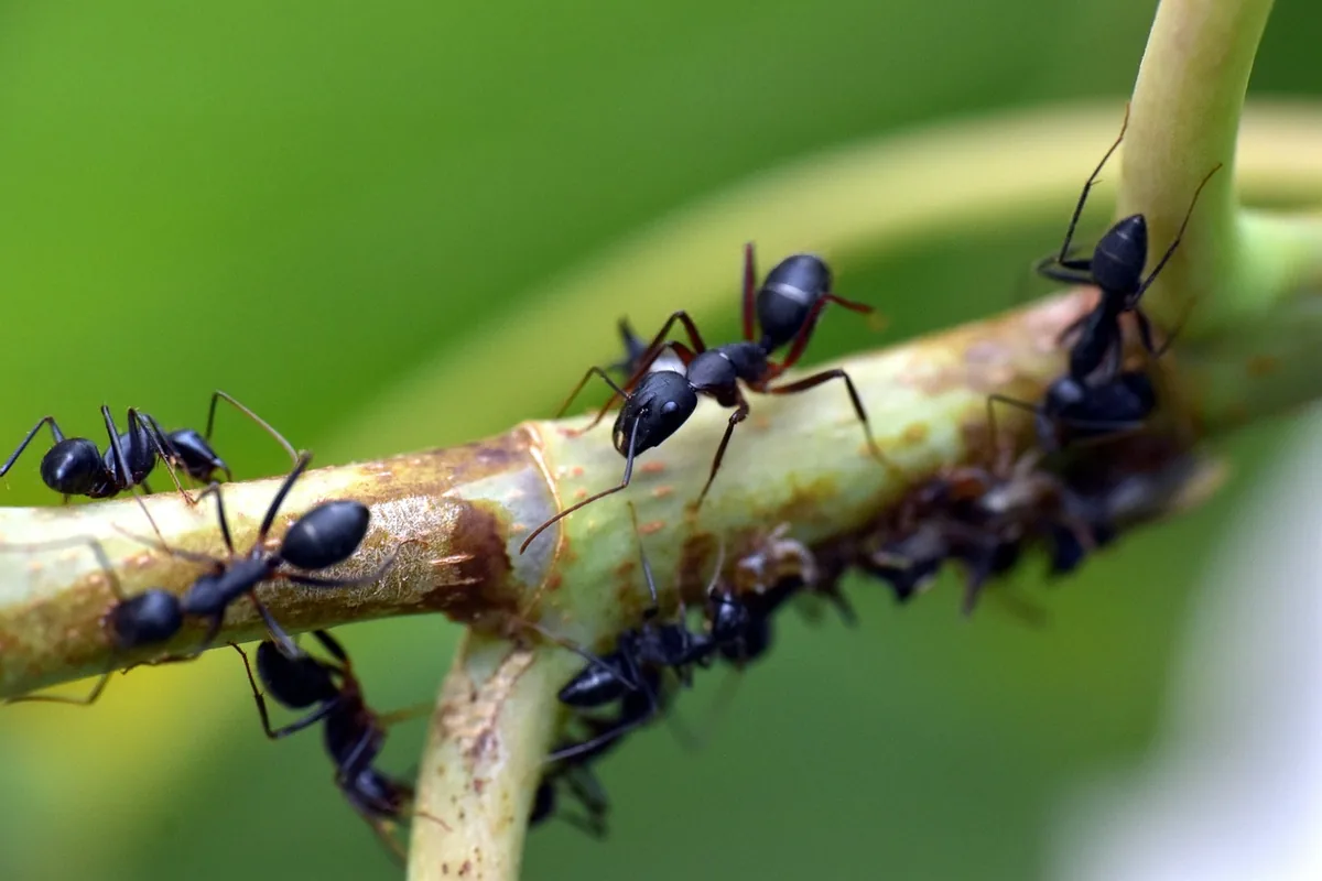 Close-up of black ants clustered on a twig
