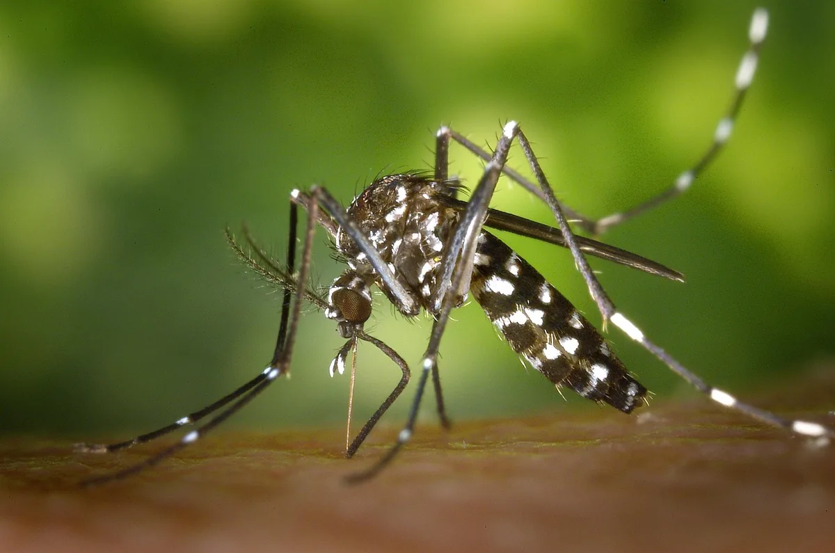 A mosquito perched on human skin