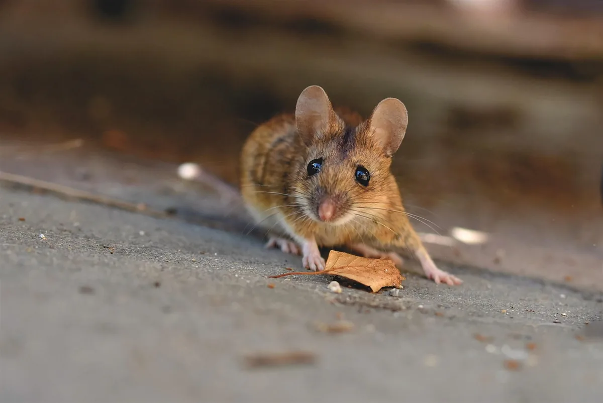 A small house mouse standing on a wooden surface