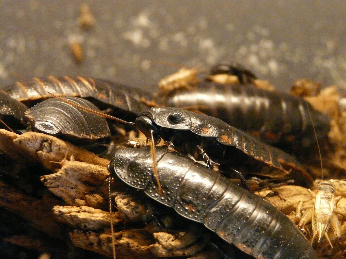 A cockroach on a textured surface