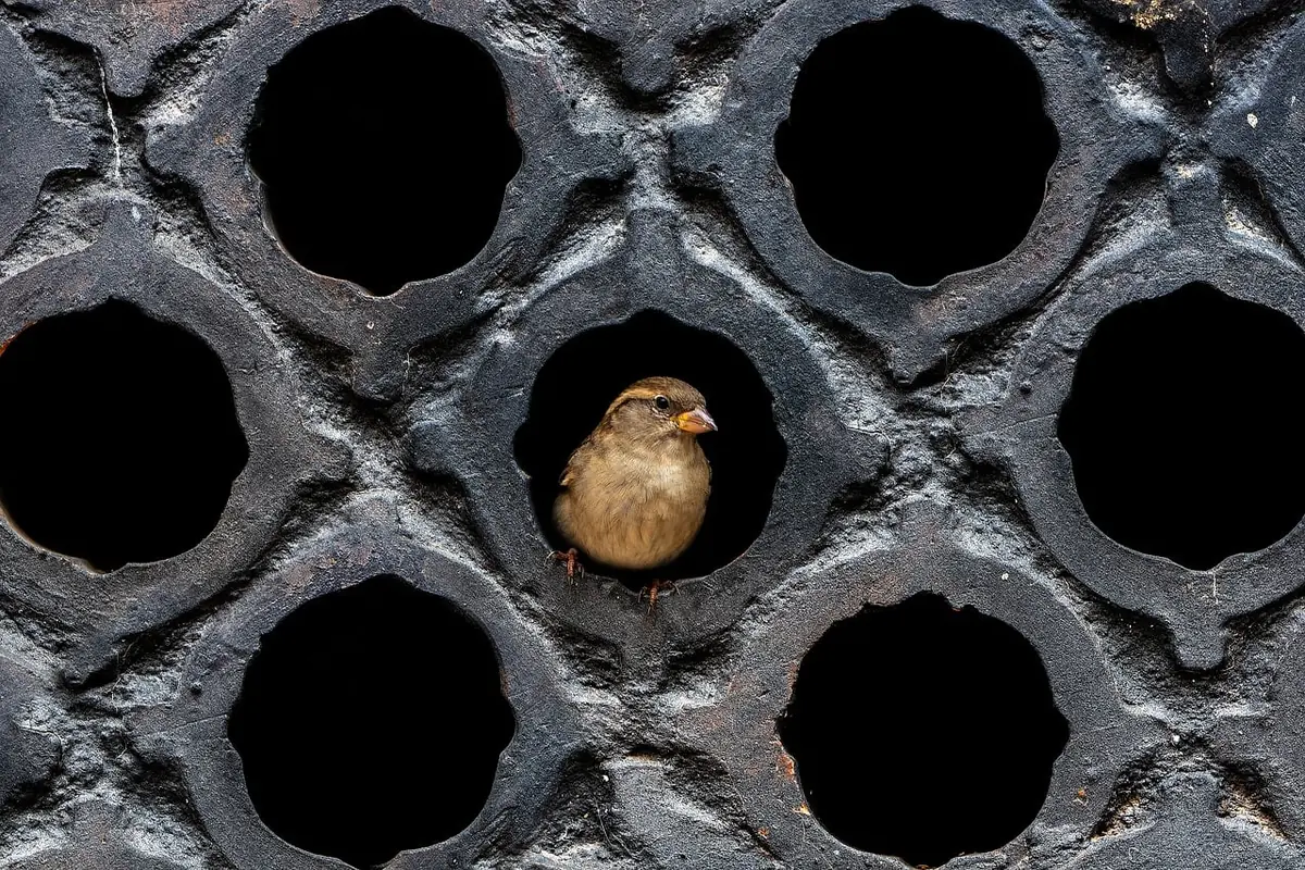 Metal mesh covering openings to block rodents