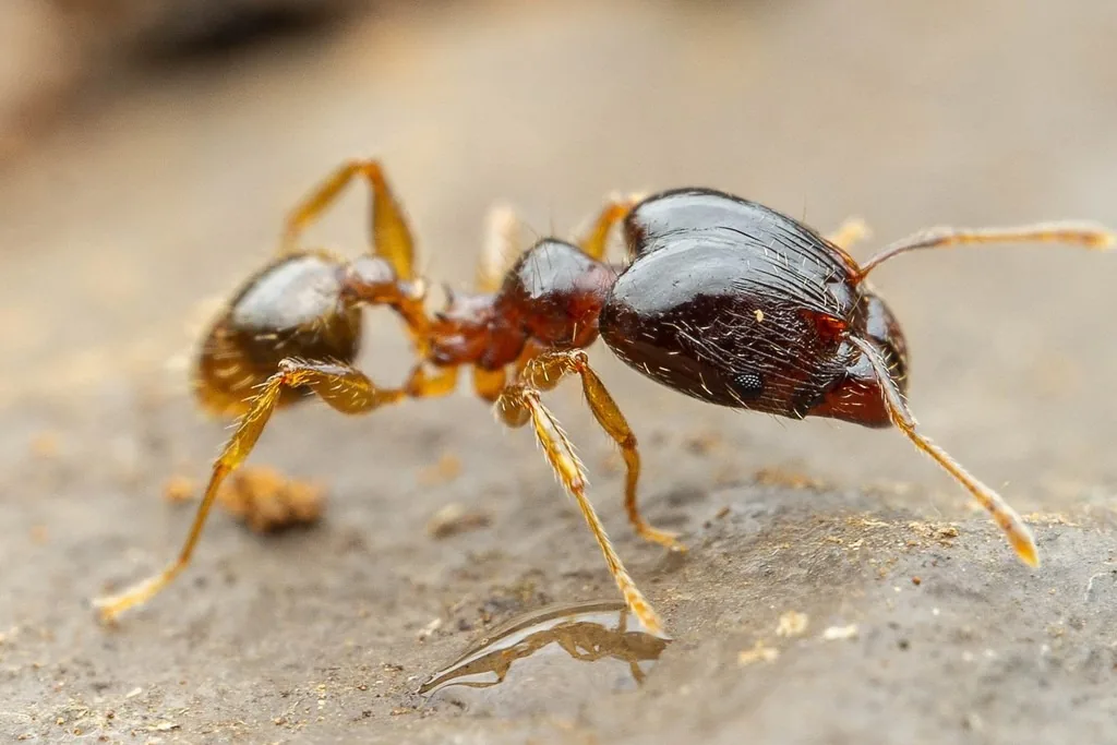 Bigheaded ant worker with a reddish-brown head and thorax and a glossy dark brown abdomen, on a rock