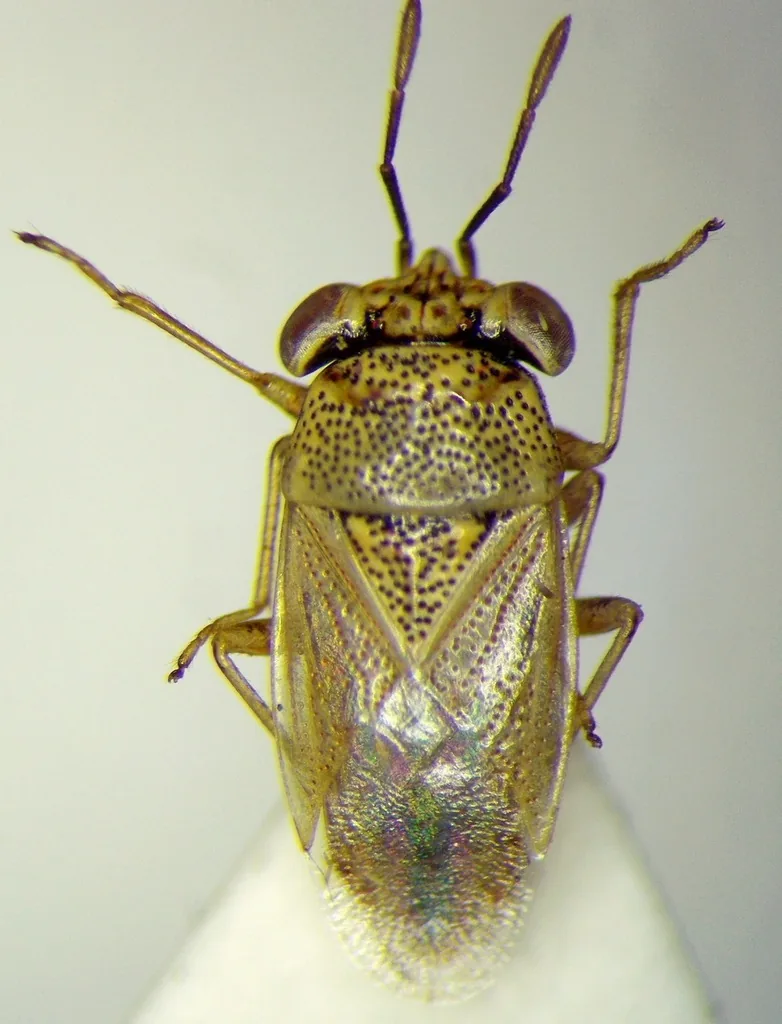 Bigeyed bug adult seen from above, a small oval tan bug with a broad head and large bulging eyes set wide apart