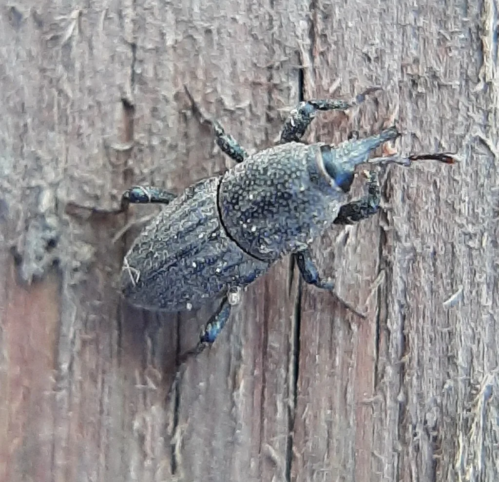 Adult billbug, a dark gray weevil with a long downward snout, pitted thorax and grooved wing covers, on weathered wood