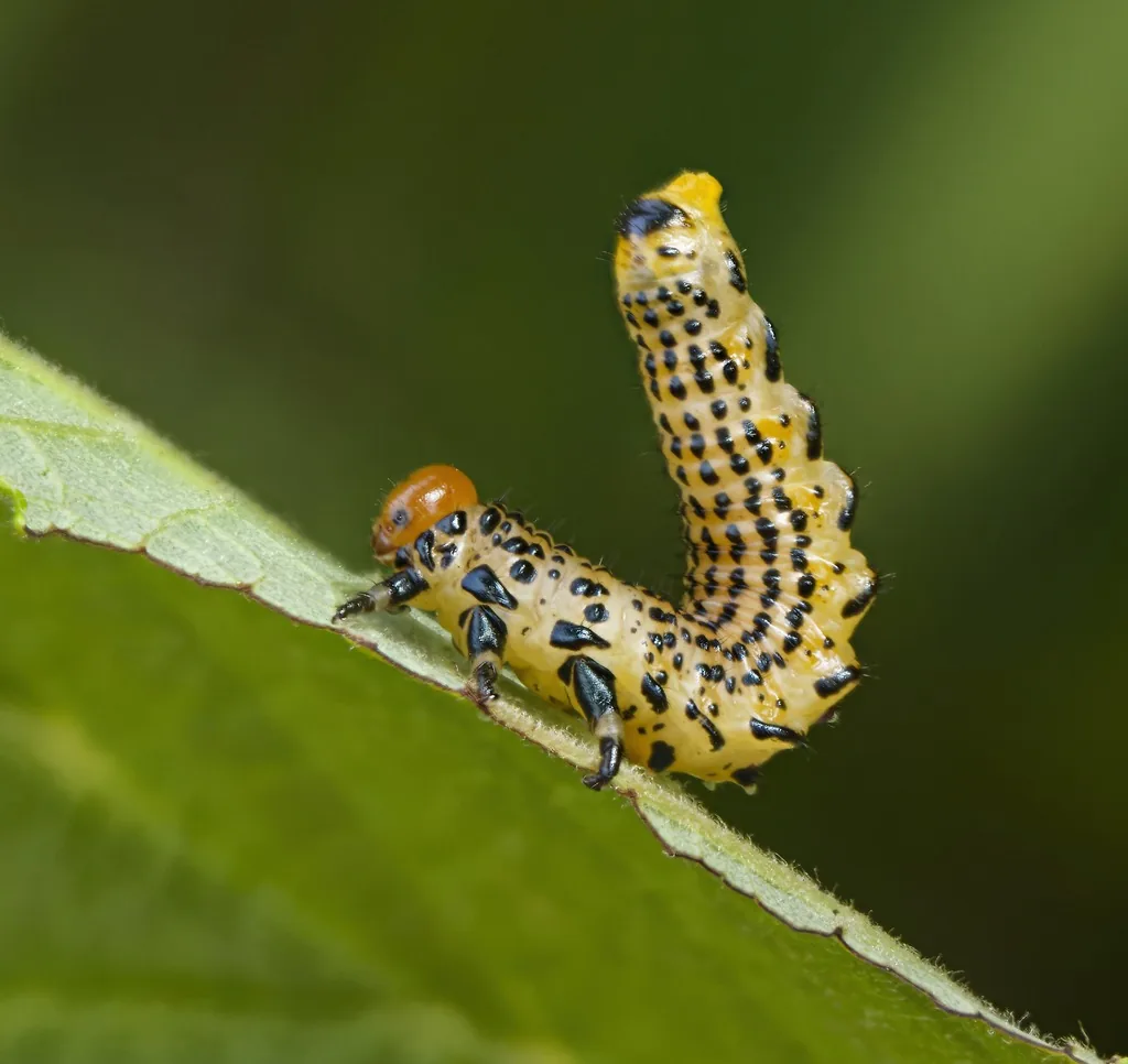 Birch sawfly larva with rows of black spots and an orange head on a leaf