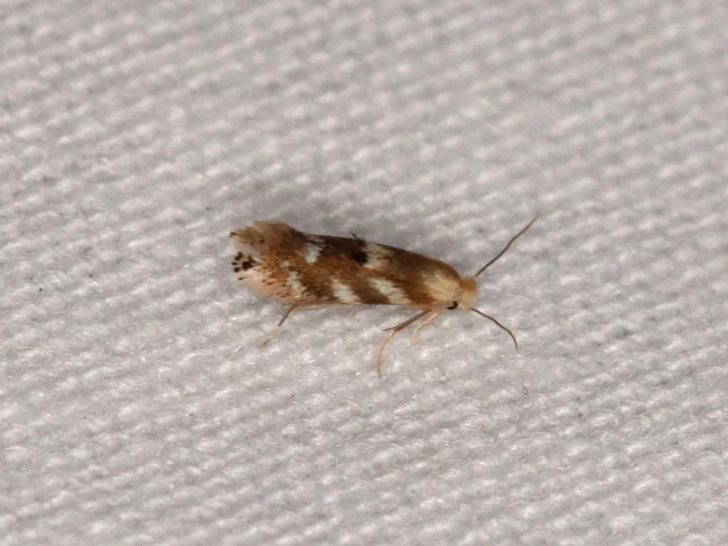 Birch skeletonizer moth, a tiny brown-and-white banded moth