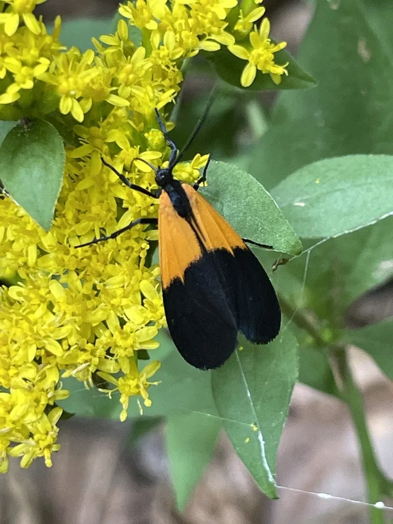 Black-and-yellow lichen moth on a goldenrod flower