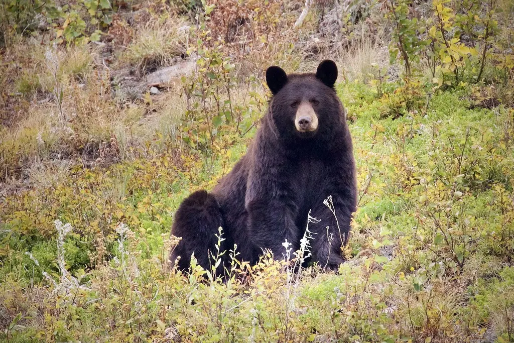 Black bear with glossy black fur and a tan muzzle sitting upright on a grassy, flower-dotted hillside, facing the camera with rounded ears raised