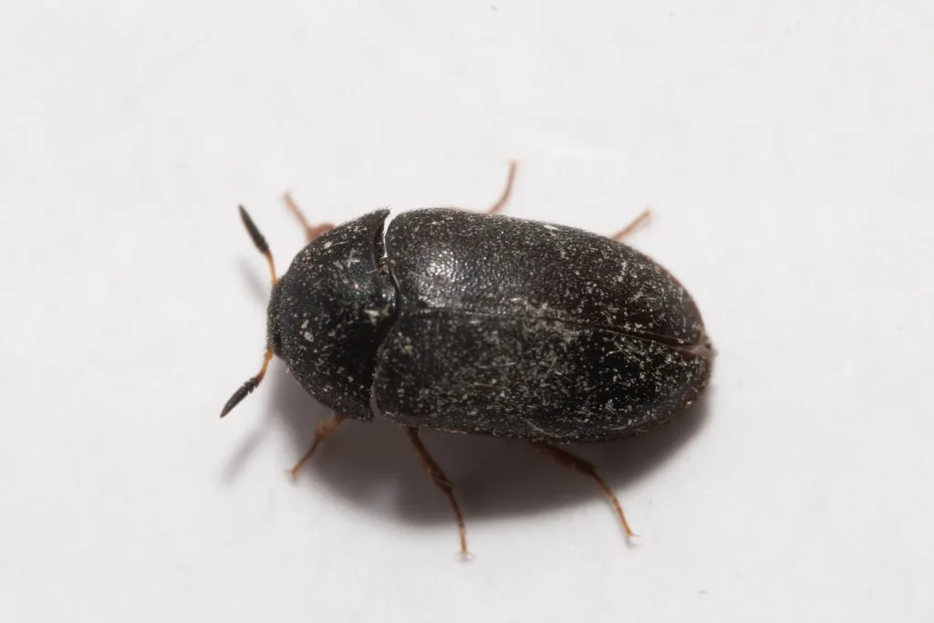 Black carpet beetle adult, a small oval, dark blackish-brown beetle with brownish legs and short antennae, on a white surface