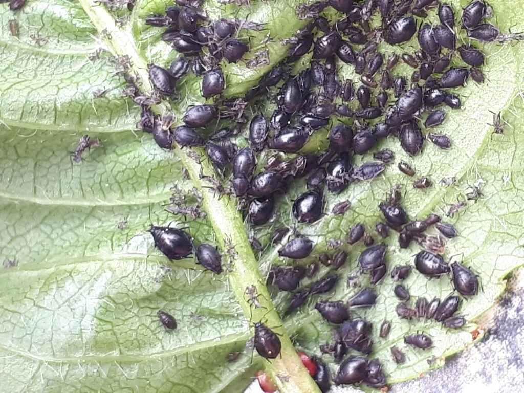 Colony of shiny black cherry aphids on the underside of a cherry leaf