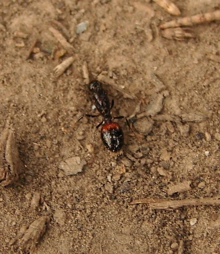 Black imported fire ant worker, a dark ant with a reddish-orange patch on its abdomen, walking on bare dry soil