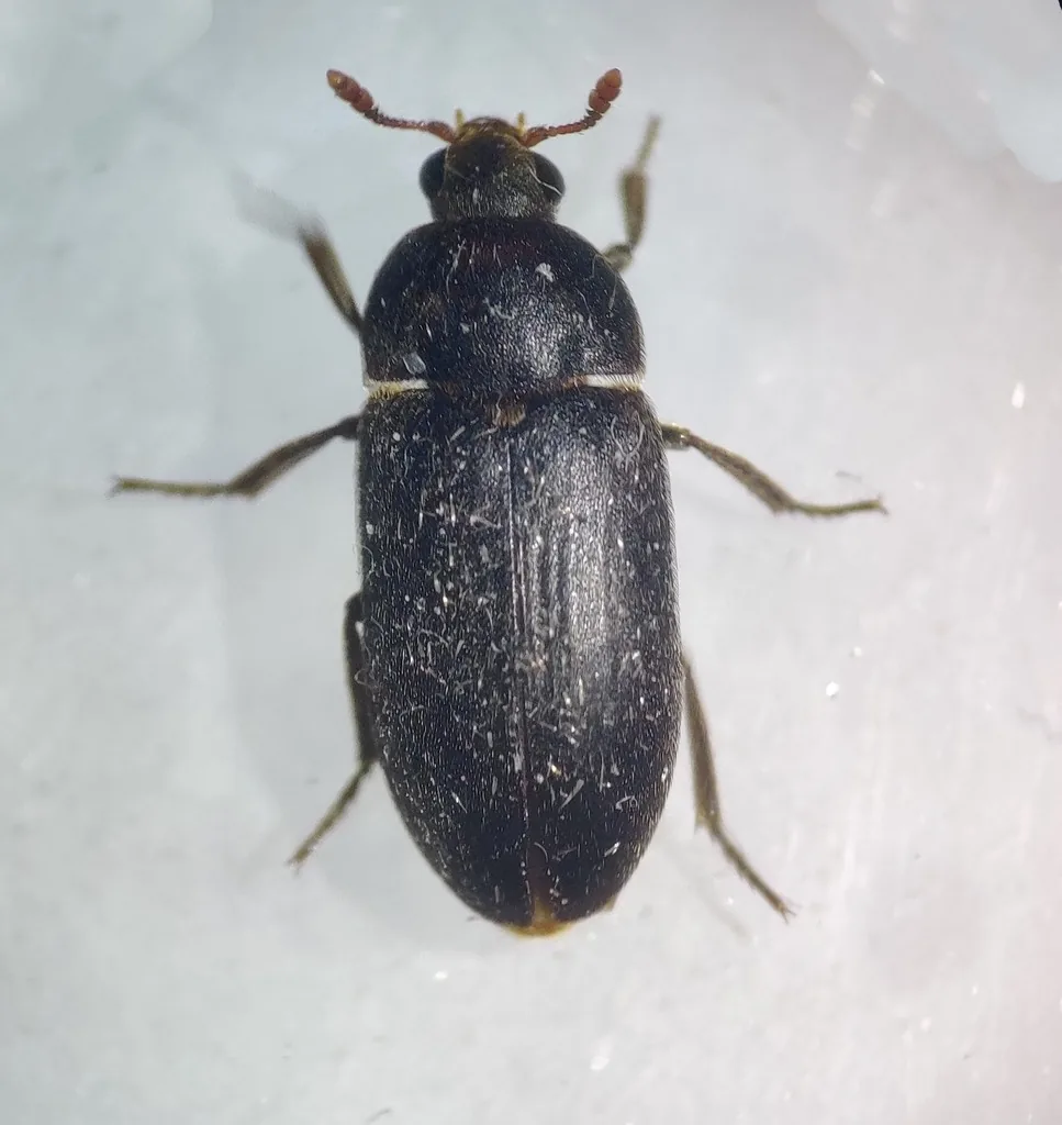 Black larder beetle adult, an elongate black beetle seen from above on a white surface