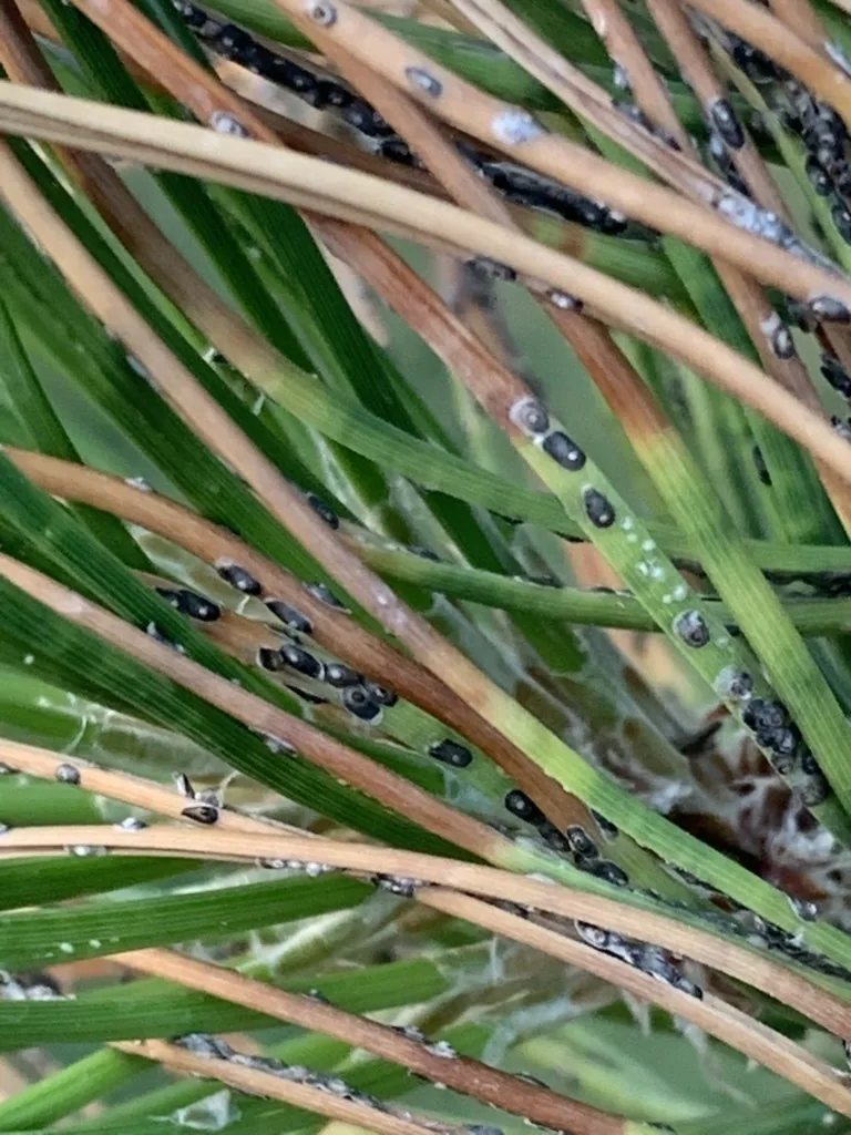 Gray-black black pineleaf scales dotting green pine needles