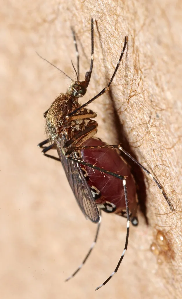 Black salt marsh mosquito female with white-banded legs feeding on human skin
