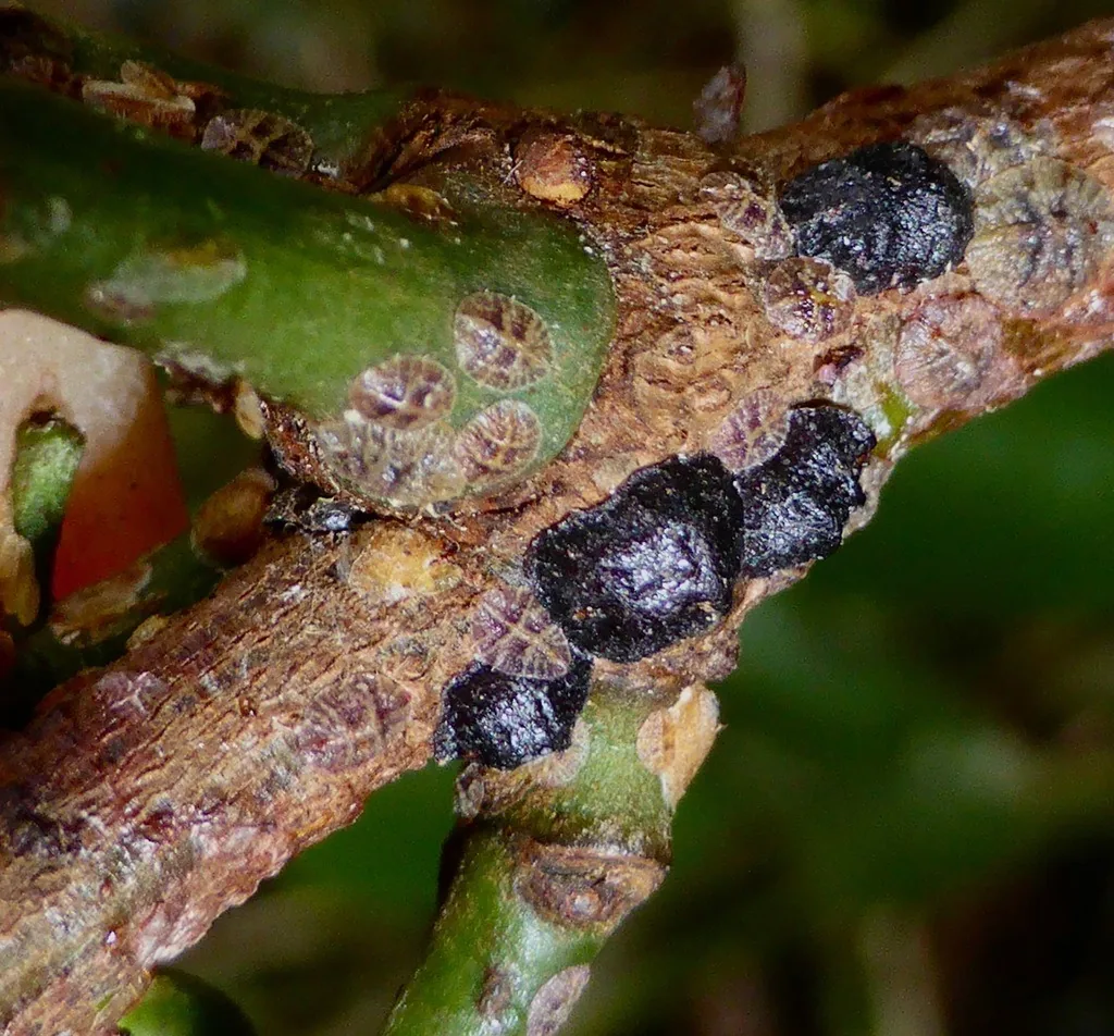 Several dark brown to black, dome-shaped black scales clustered on a green twig