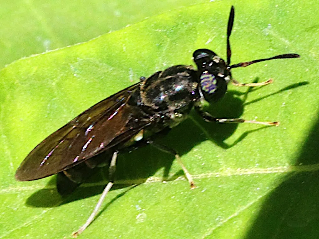 Adult black soldier fly, a slender black wasp-like fly with smoky wings folded over its back, resting on a green leaf