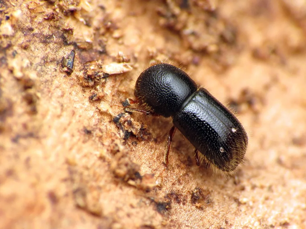 Adult female black stem borer, a tiny, shiny black, cylindrical ambrosia beetle, on wood