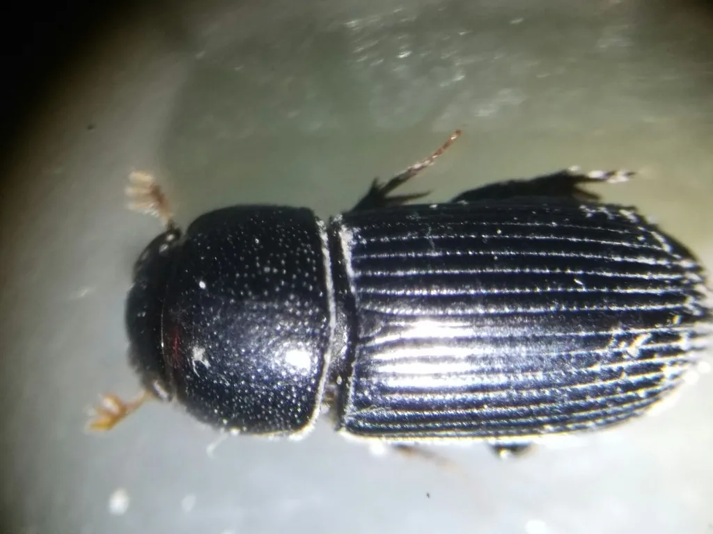 Black turfgrass ataenius adult, a tiny shiny black beetle with parallel grooves down its wing covers, seen from above