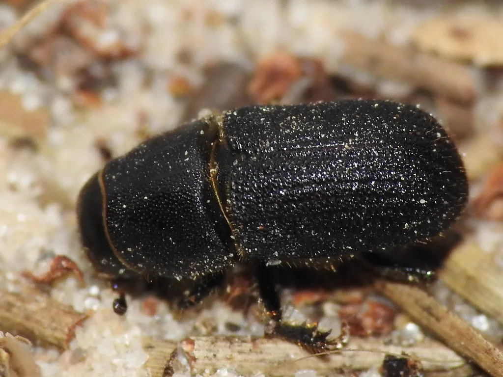Black turpentine beetle, a cylindrical dark reddish-black bark beetle, seen from the side