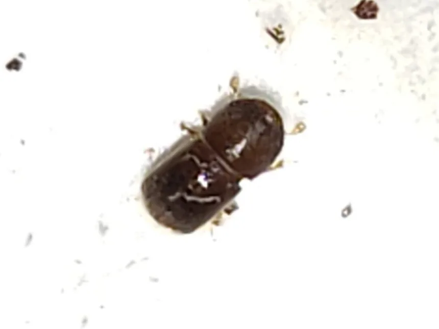 Black twig borer, a tiny stout dark brown beetle, on a white surface