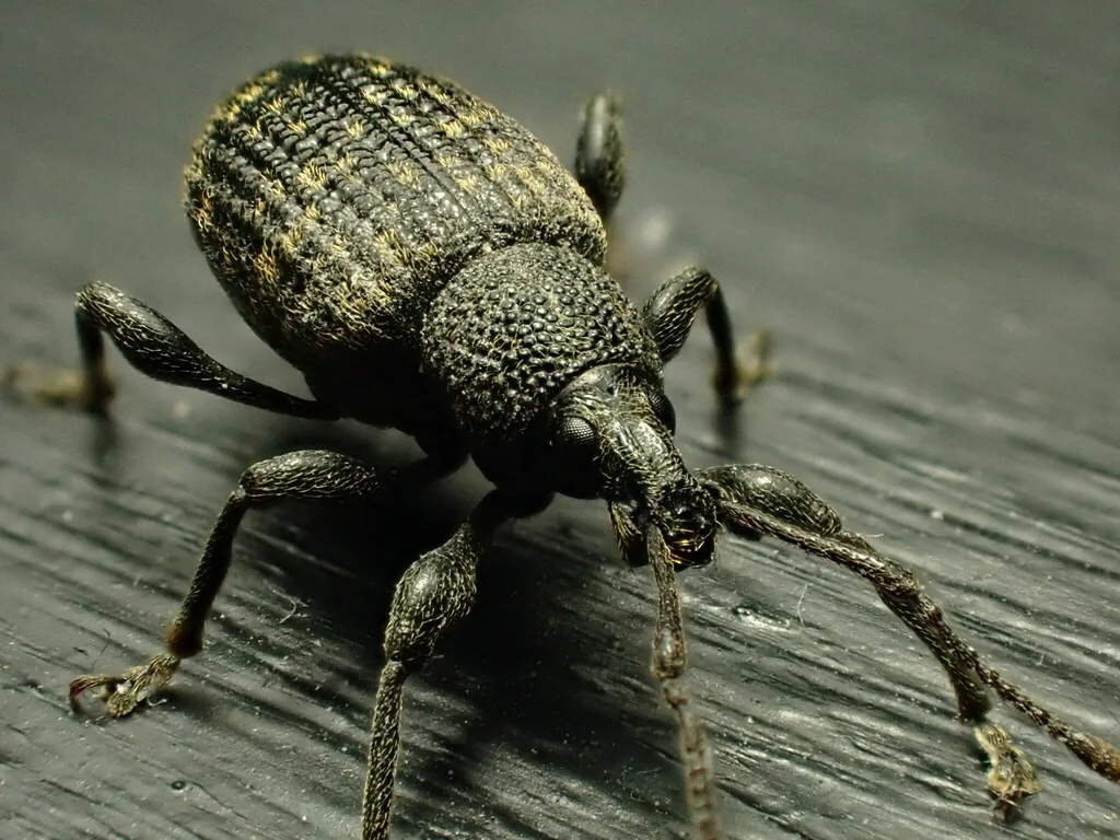 Adult black vine weevil, a black snout beetle with ridged, pitted wing covers flecked with small golden hair patches, on a dark wooden surface