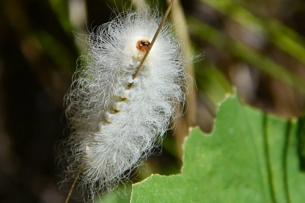 Young black-waved flannel moth caterpillar covered in long white wispy hairs on a leaf