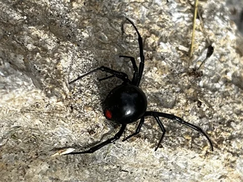 Female southern black widow, shiny black with red markings
