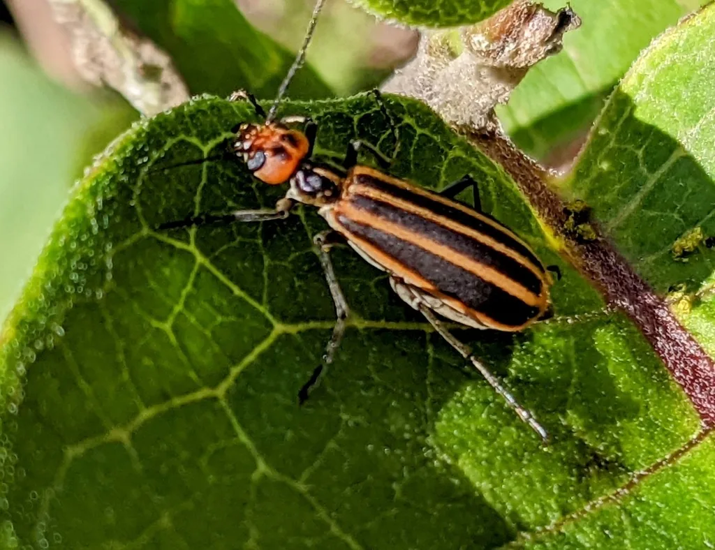 Striped blister beetle on a leaf, a slender beetle with an orange head and soft wing covers striped orange and black