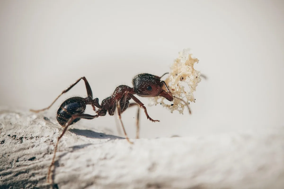 Ants crawling across a leaf