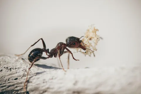 Ants crawling across a leaf