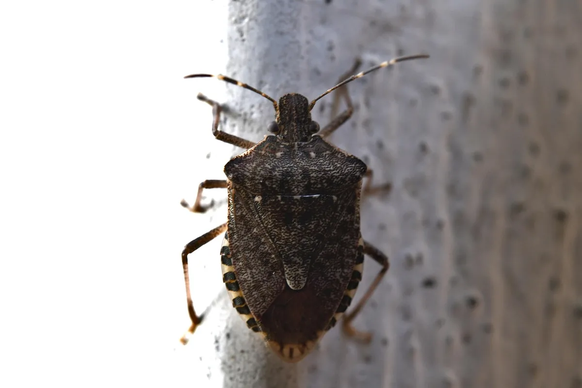 Macro photo of a small bug on a textured surface
