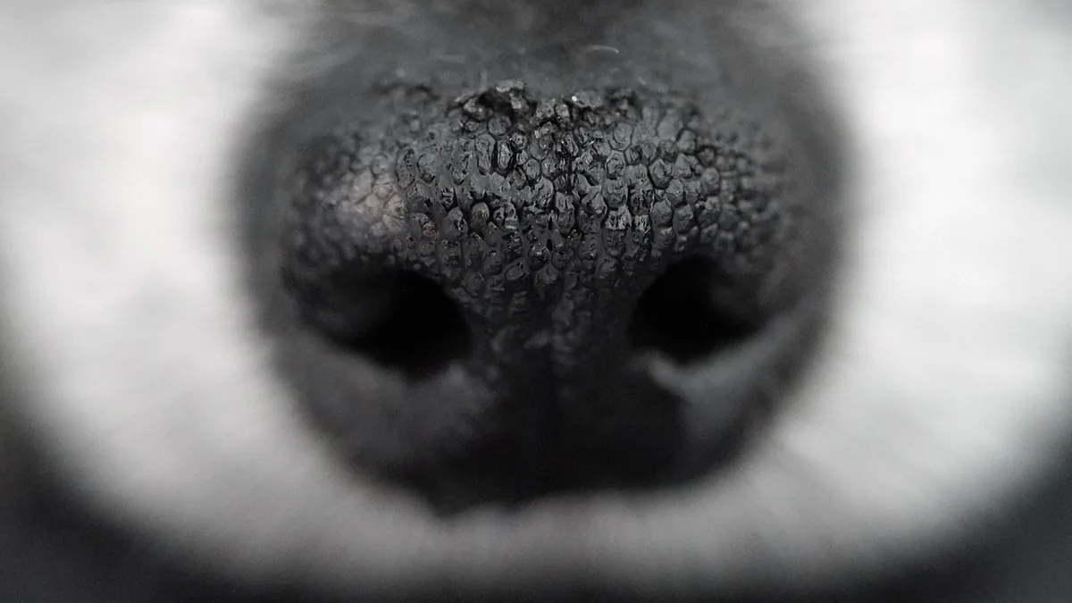 A close-up of a nose, suggesting a bad odor